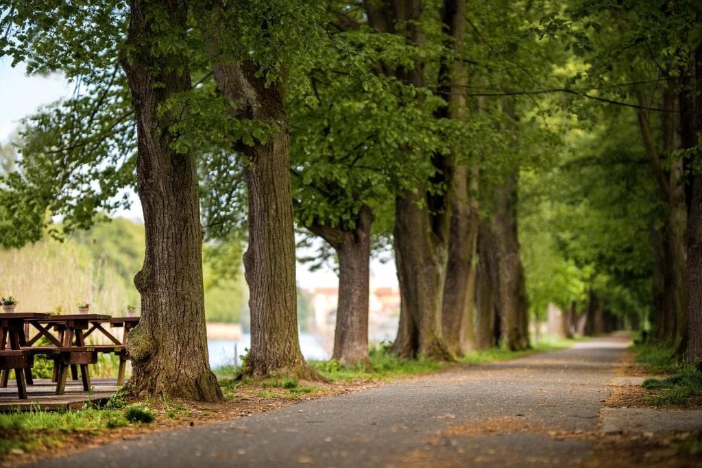 Cyklostezka podél Labe lemovaná stromy